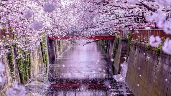 japanese bilingual job bilingual Awardsï½œRobert Walters leading Japan's  Japan